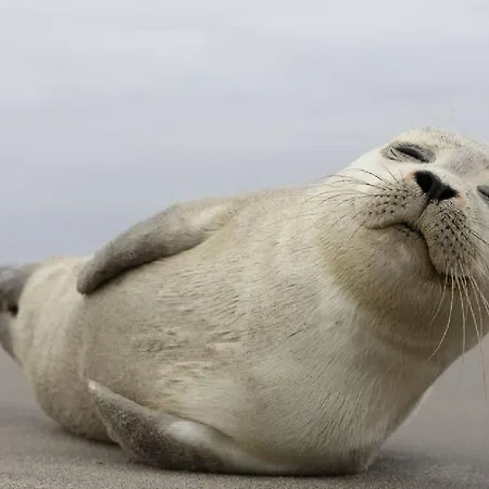 Weloveoostende: Renovated Beachside Apartment *
